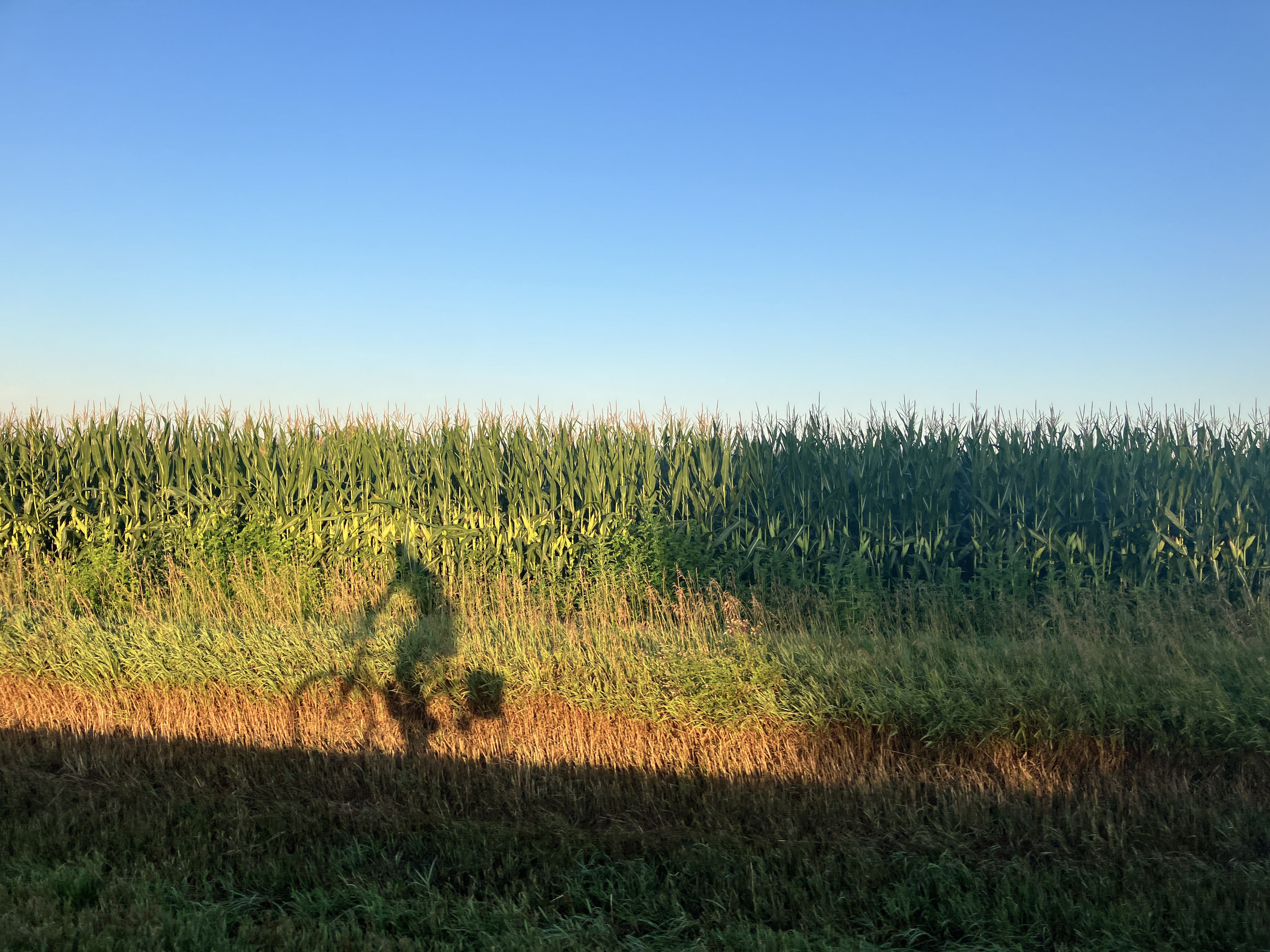 Cornfield Sunrise